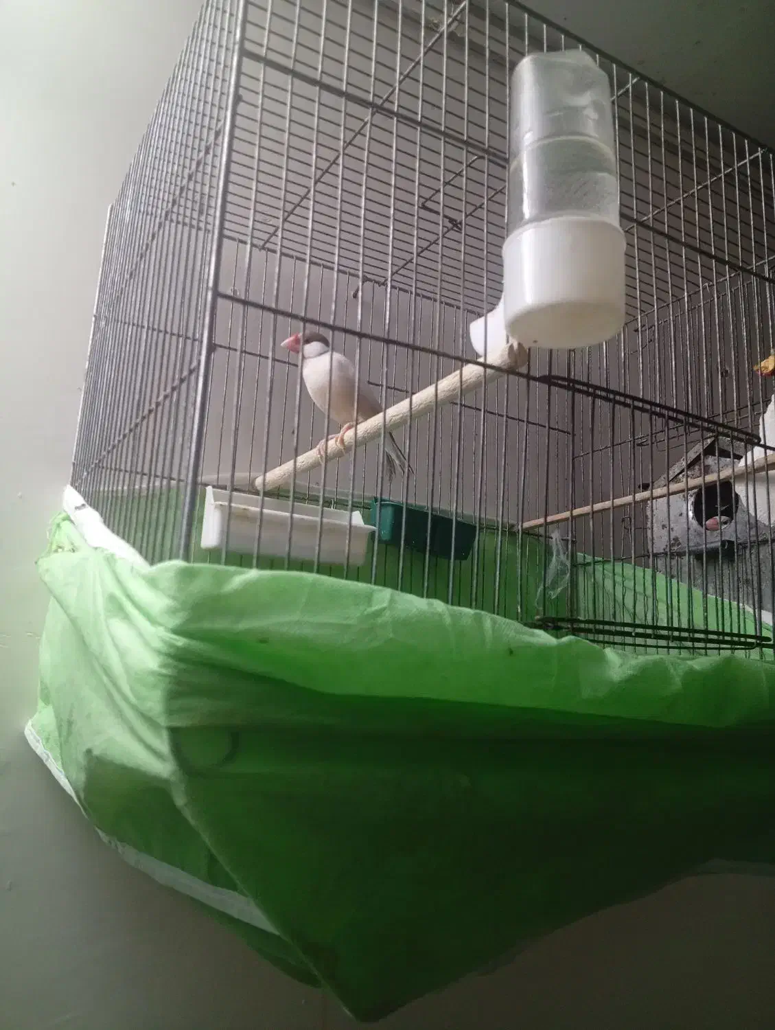 فنج نرگسی|پرنده|قم, دروازه چوبی|دیوار