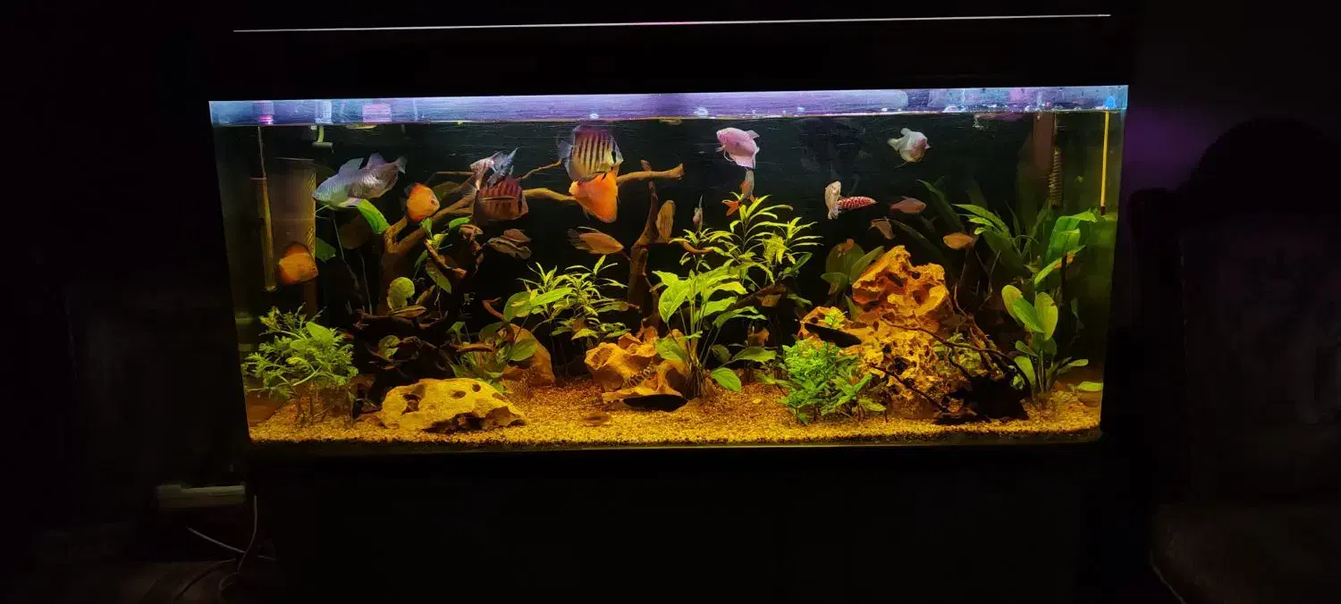 اکواریوم ماهیران|ماهی|اصفهان, بهارستان|دیوار