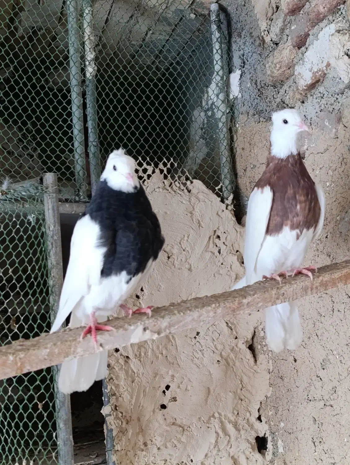 تعدادی کبوتر طوقی فروشی کسی خاست|پرنده|اسدآباد, |دیوار