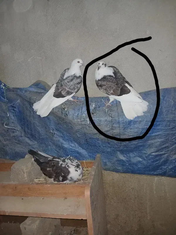 کفتر|پرنده|ازنا, |دیوار