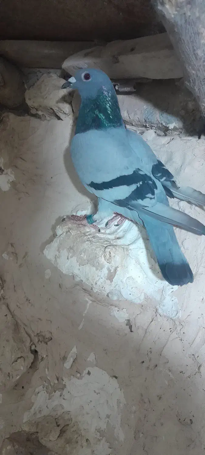 ماده سبز خطی جفت پلاک مسافتی|پرنده|رشتخوار, |دیوار