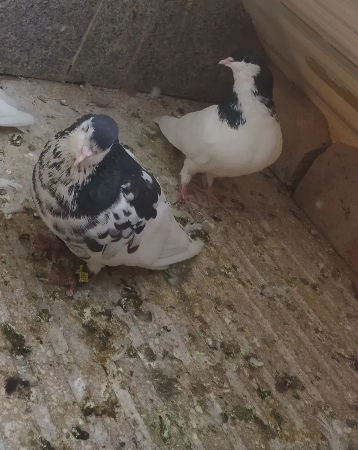 گمشده|حیوانات|سبزوار, جوادیه غربی|دیوار