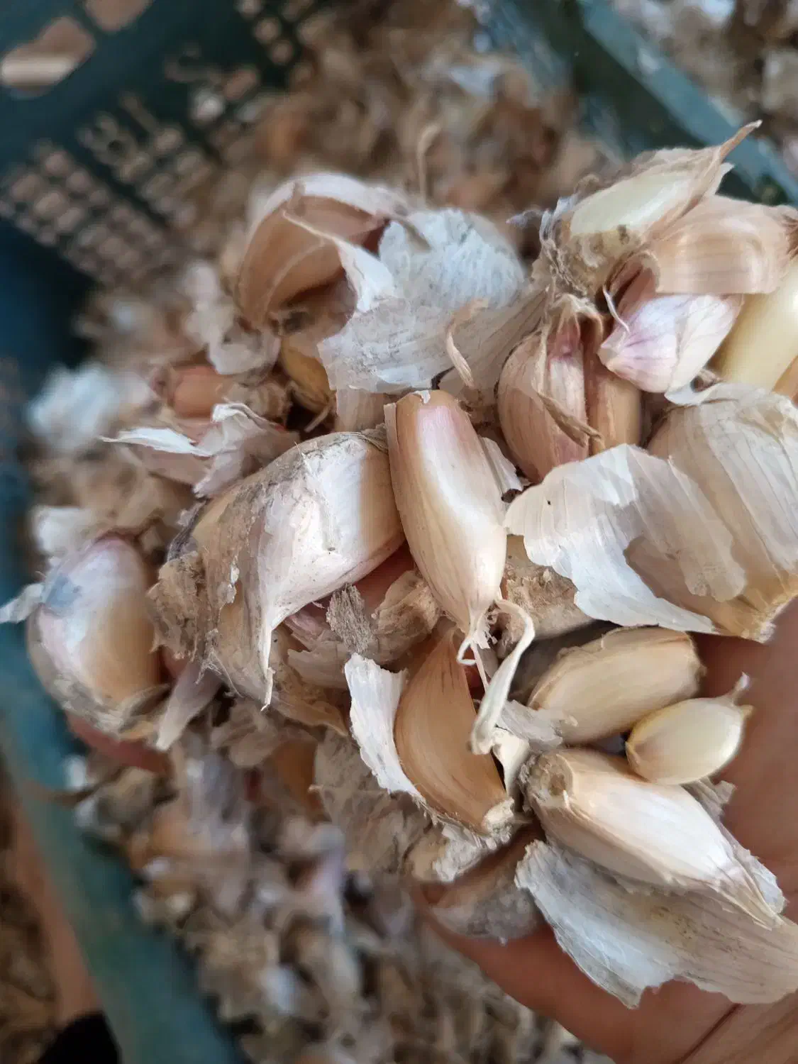 بذر سیر محلی هزار جریب|خوردنی و آشامیدنی|رستمکلا, |دیوار