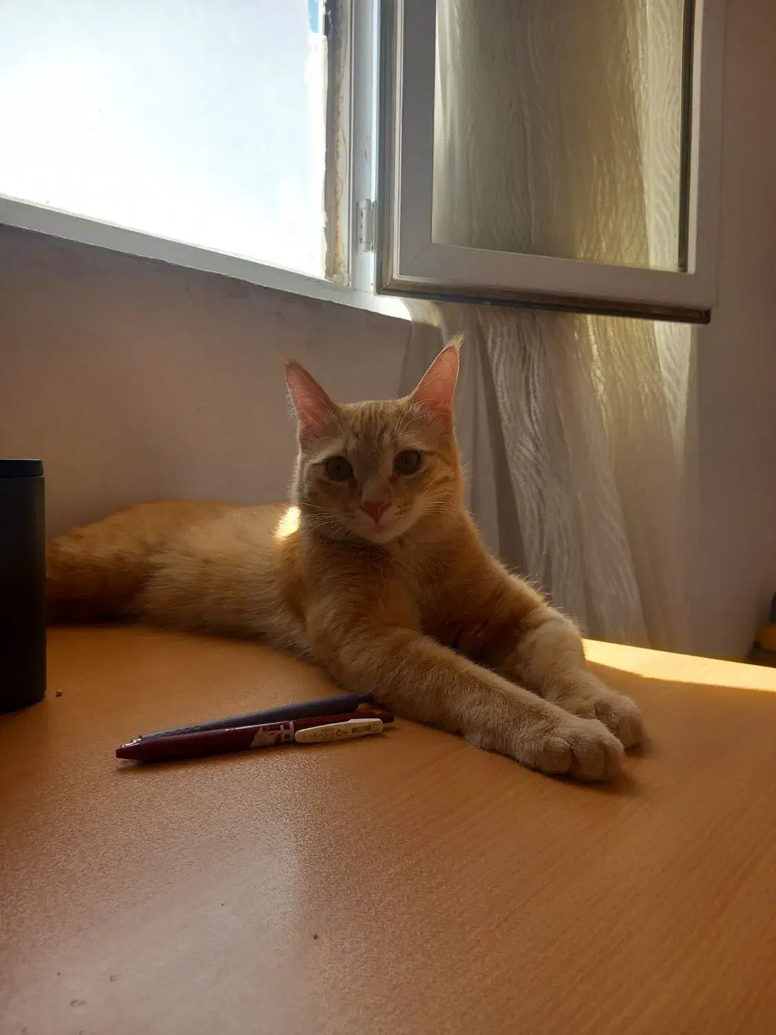 واگذاری گربه|گربه|ساری, |دیوار