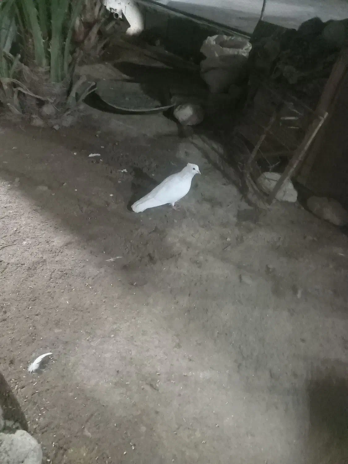 کبوتر|پرنده|لامرد, |دیوار