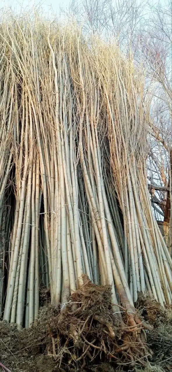 صنوبر نقگرا ترکیه|گل و گیاه طبیعی|ماهان, |دیوار