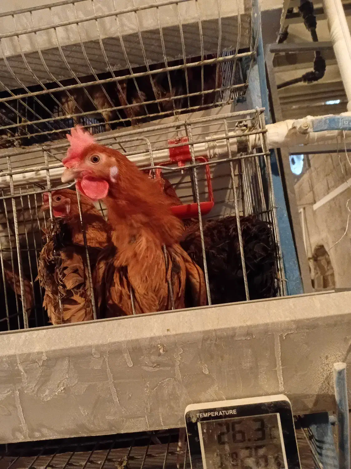 فروش مرغ محلی|حیوانات مزرعه|سردشت, |دیوار