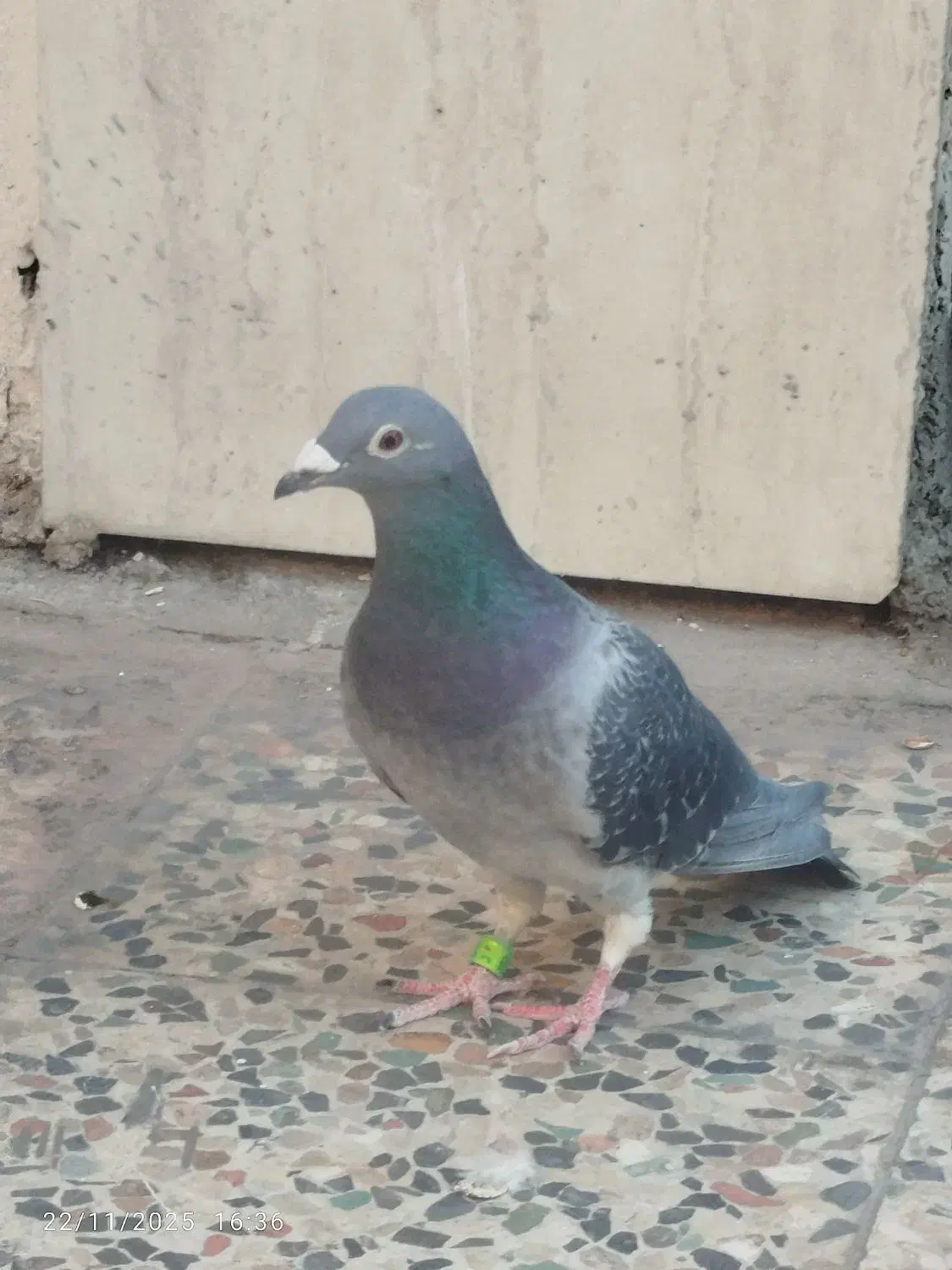 کبوتر پلاکی|پرنده|ایذه, |دیوار