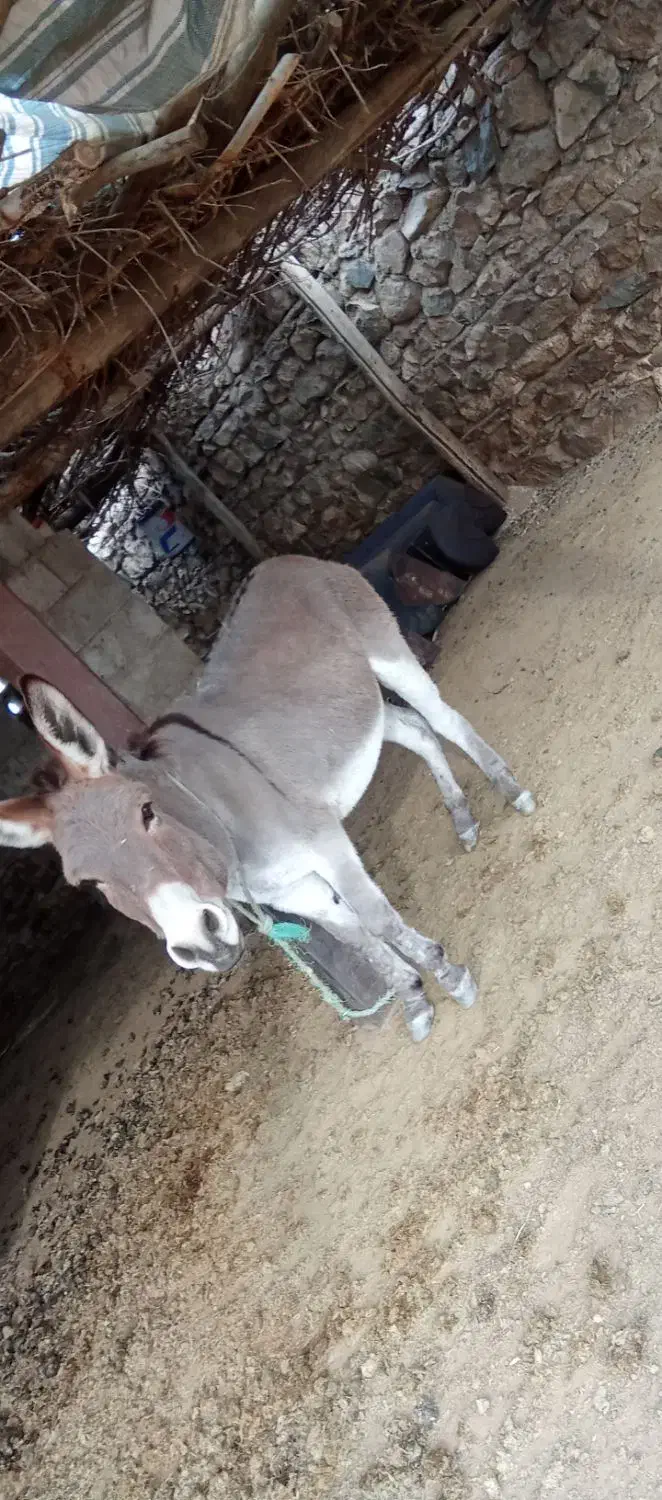 ۰۰۰۰۰|حیوانات مزرعه|بازرگان, |دیوار