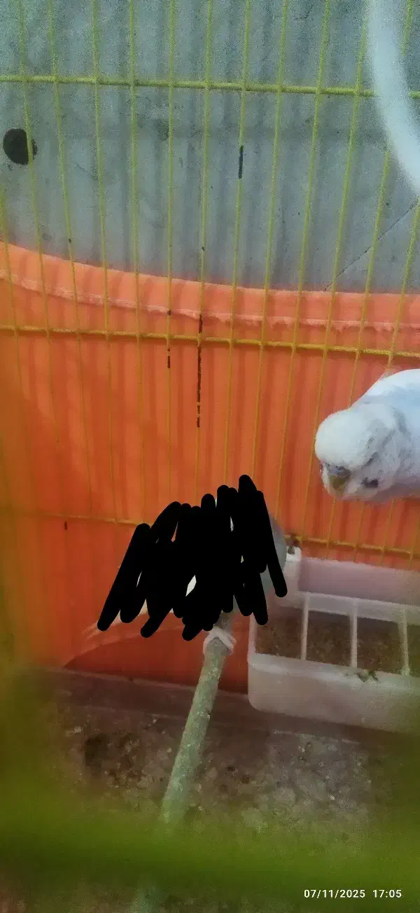 یک عدد مرغ عشق انگلیسی|پرنده|تهران, دولتخواه جنوبی|دیوار