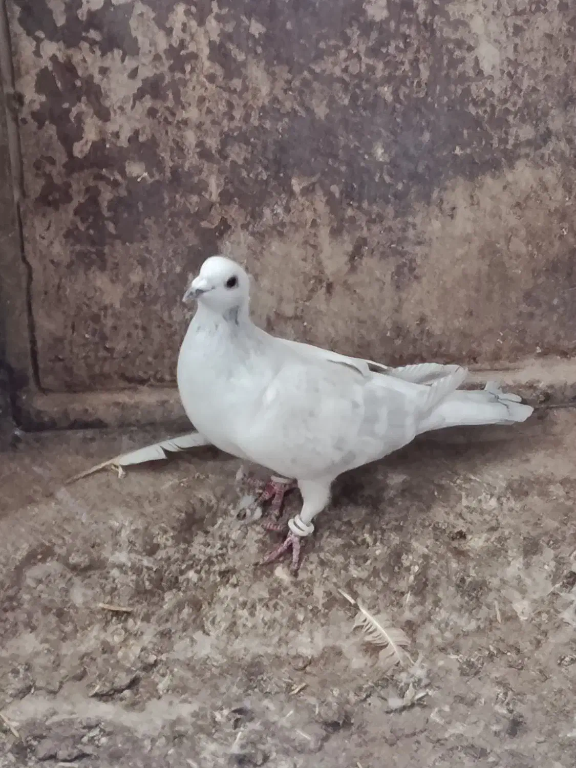 مصری کرمانی کاکلی|پرنده|بیرجند, |دیوار