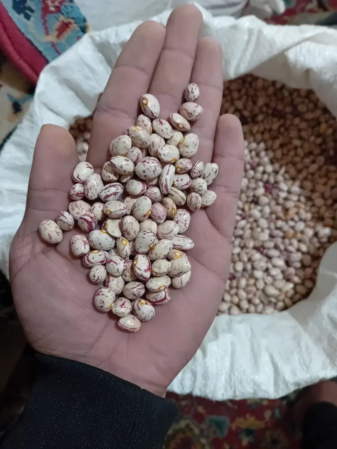 لوبیا چیتی درجه1|خوردنی و آشامیدنی|نوبران, |دیوار