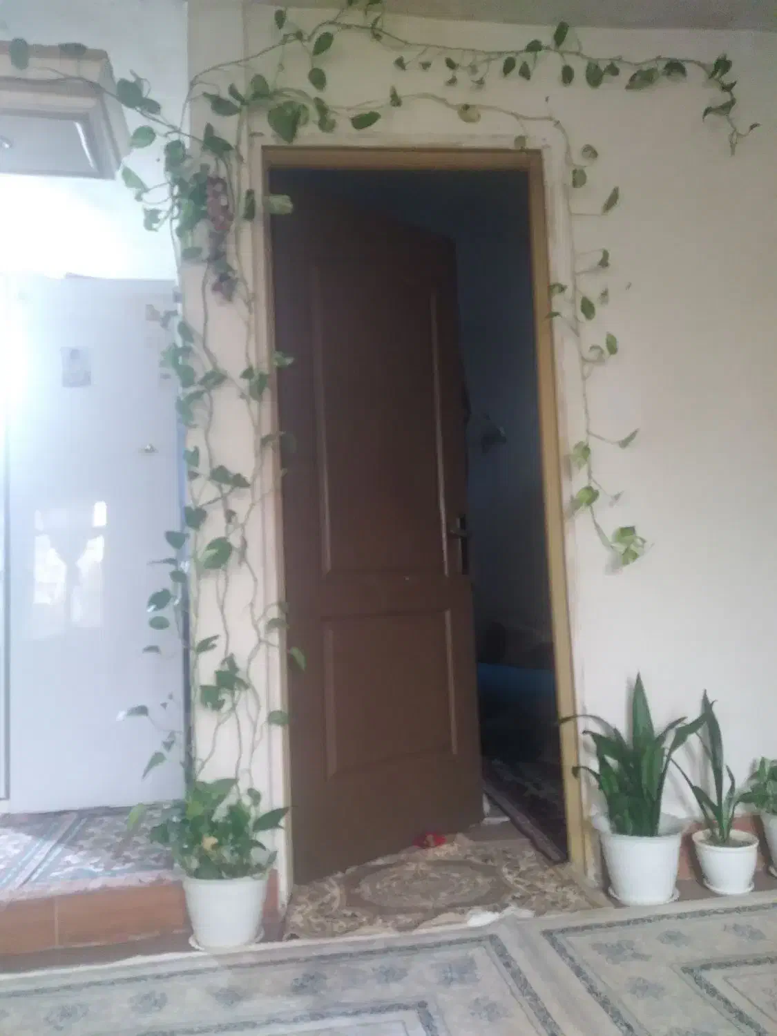 گل طبیعی|گل و گیاه طبیعی|ماهدشت, |دیوار