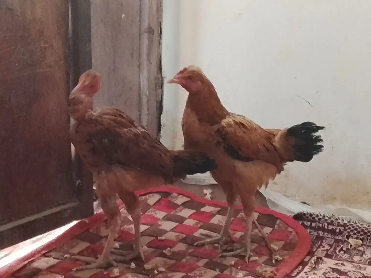 سلام جوجه شوربه ای چاغ|حیوانات مزرعه|کرباسک, |دیوار