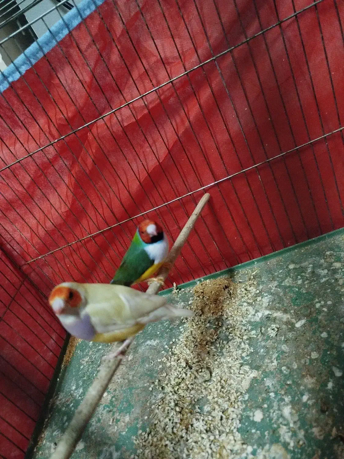 پرنده|پرنده|سیرجان, |دیوار