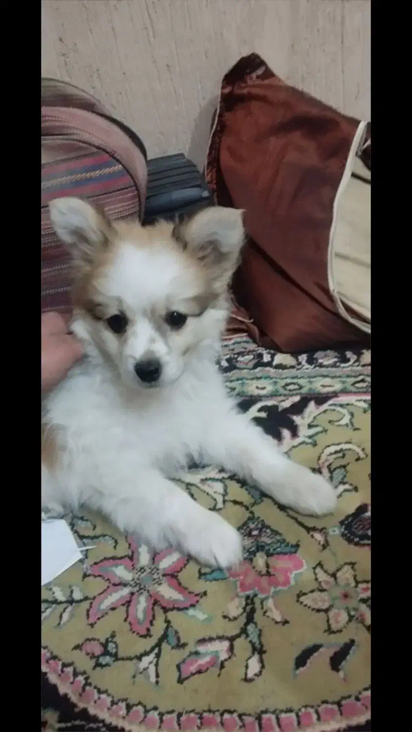 توله پامرخرسی|سگ|خمینی‌شهر, |دیوار