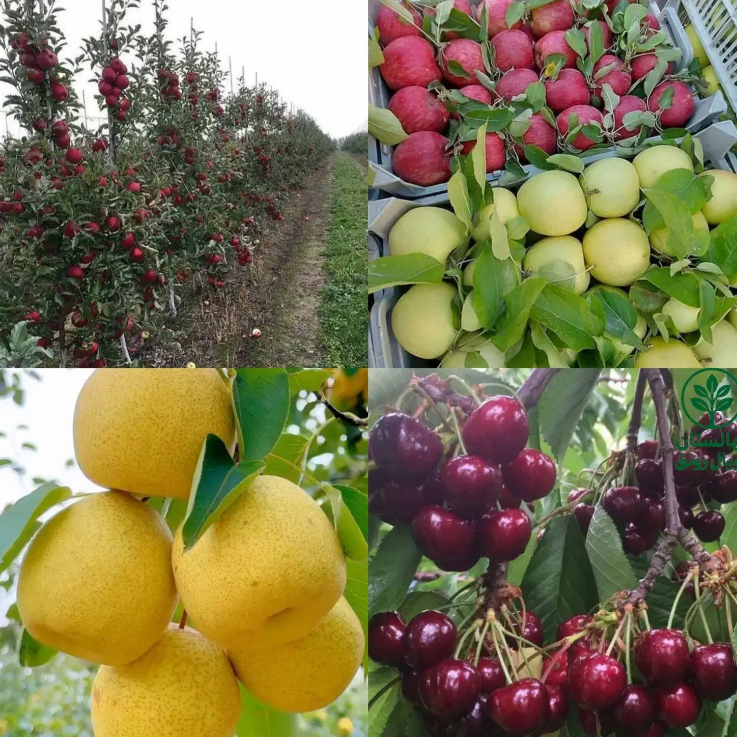 نهال گردو خوشه ای|گل و گیاه طبیعی|میانه, |دیوار