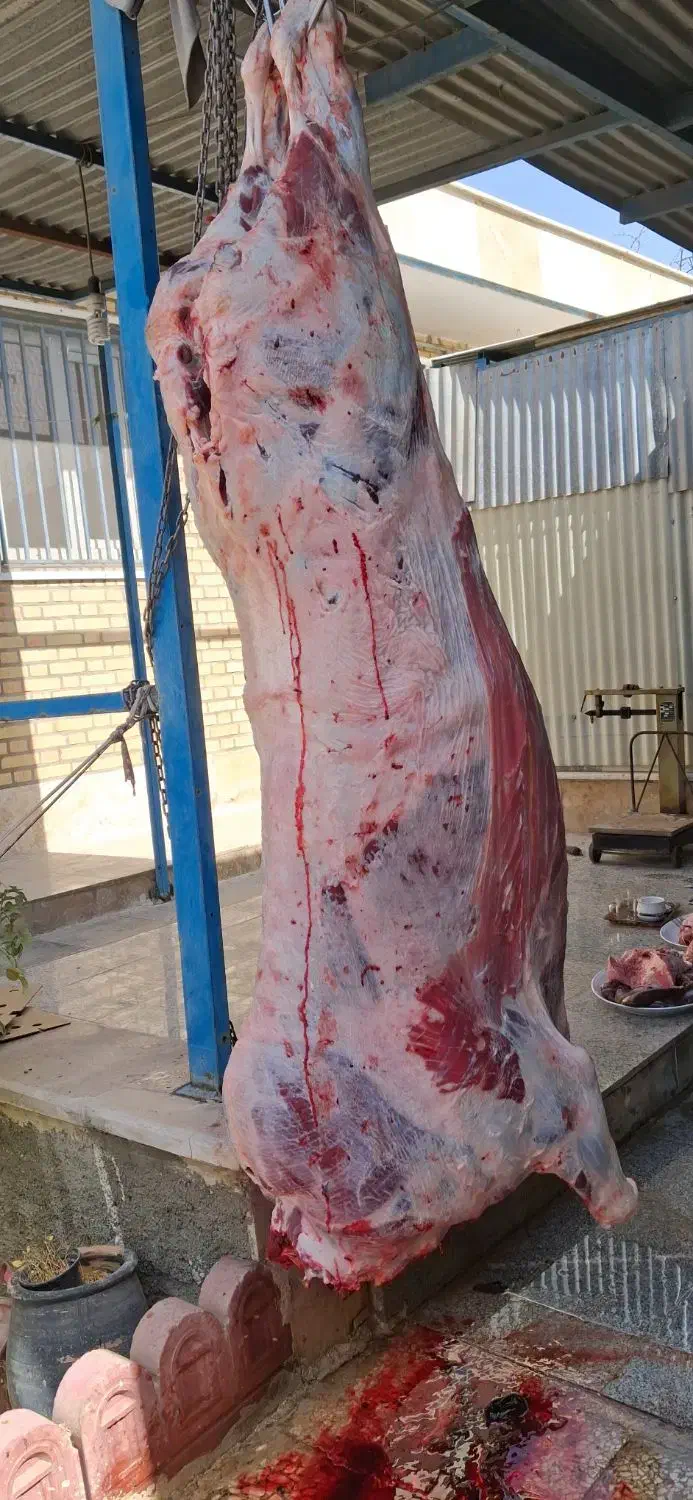 قصاب سلاخ|خدمات پذیرایی، مراسم|اسلامشهر, شهرک واوان|دیوار