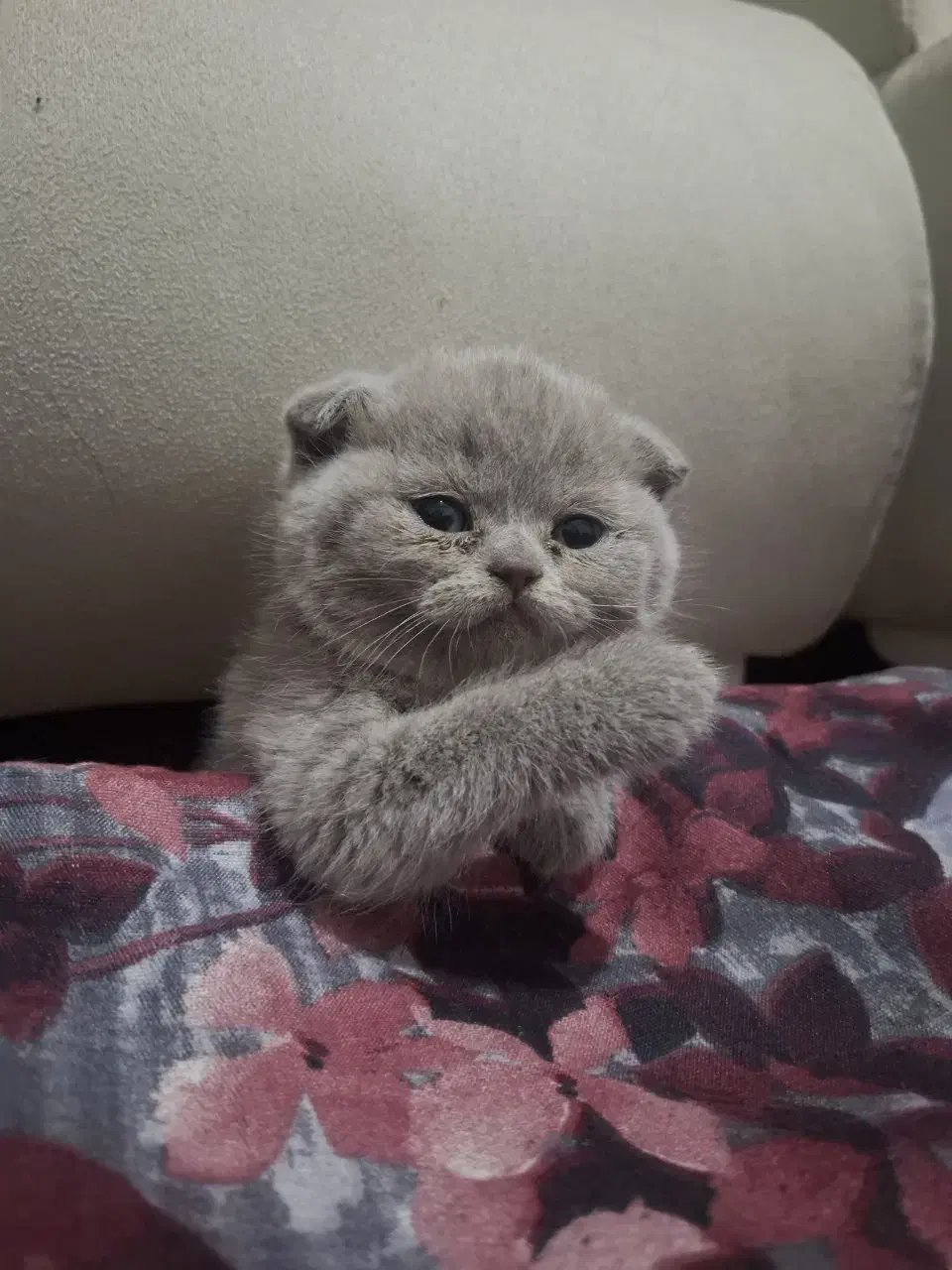 اسکاتیش ماده دوماهه کاملا بازیگوش واصیل|گربه|ساری, |دیوار