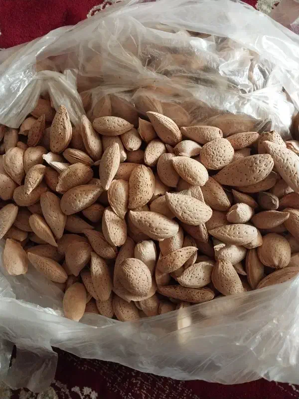 بادام درختی|حراج|پاکدشت, پاکدشت (مامازند)|دیوار