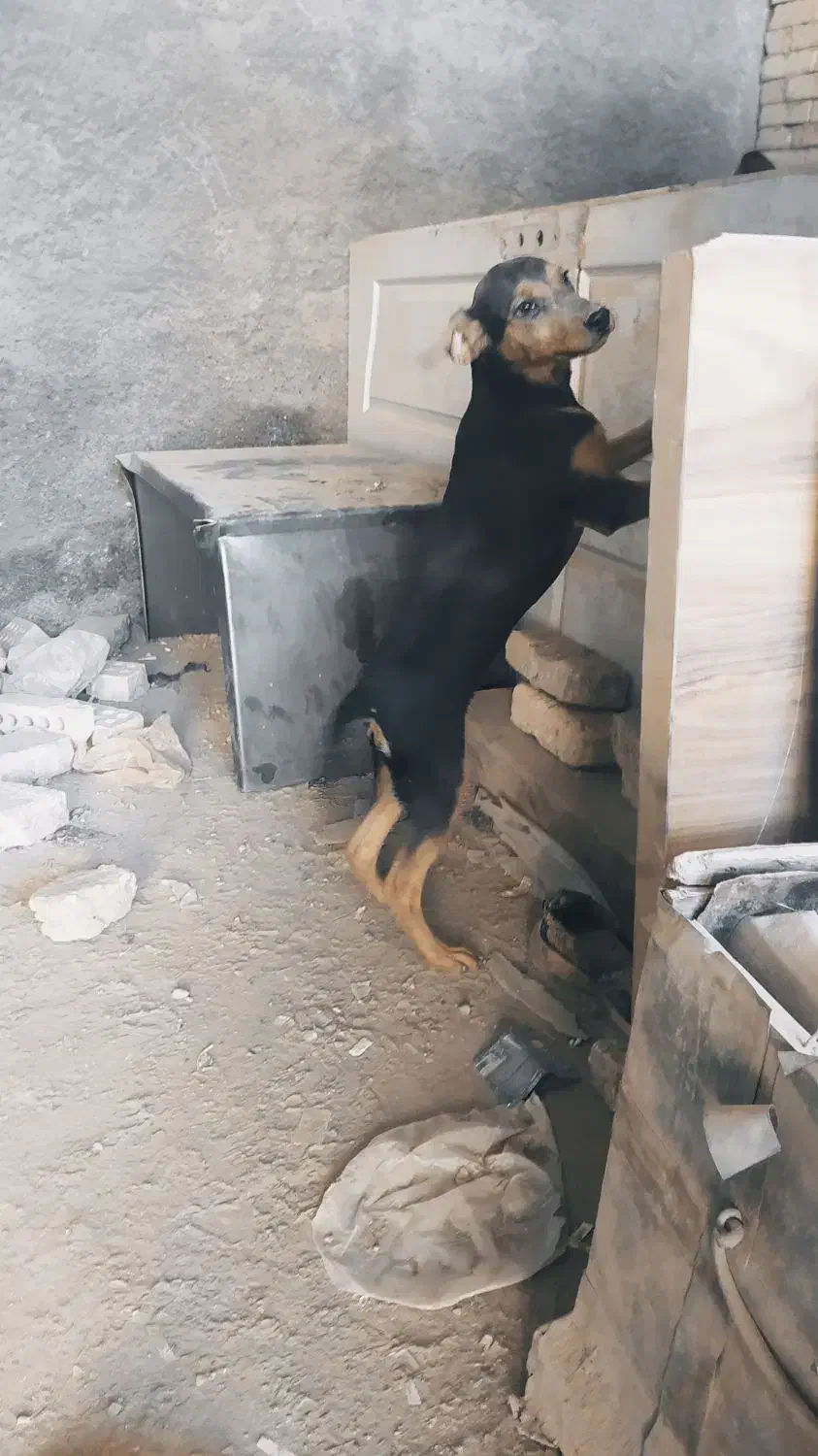 واگذاری سگ|سگ|مشهد, رباط طرق|دیوار