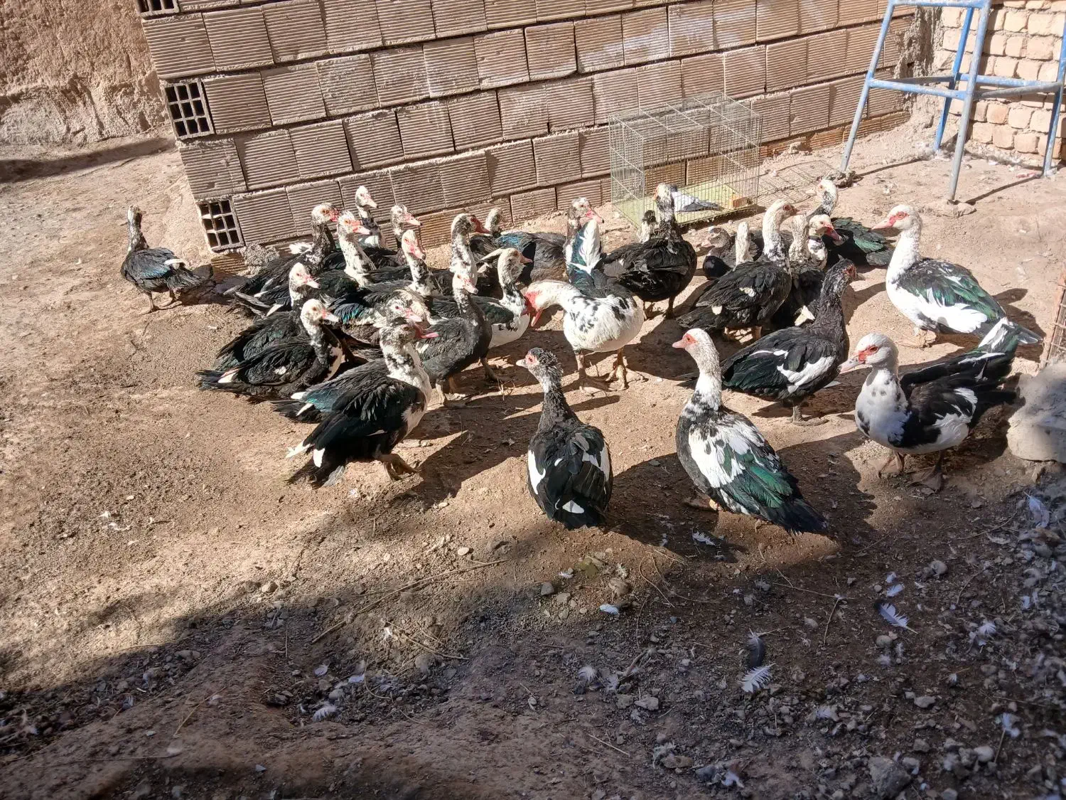 اردک|حیوانات مزرعه|مبارکه, |دیوار