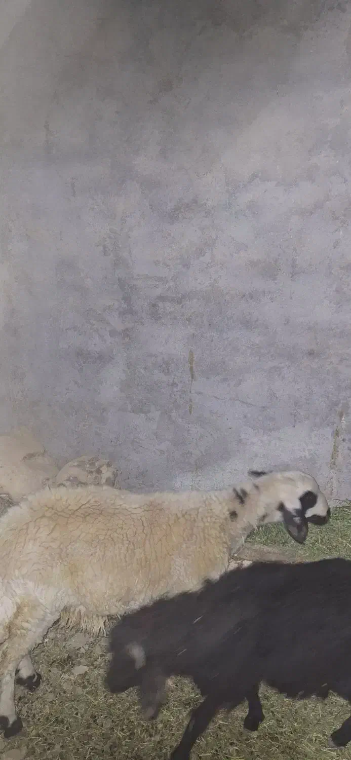 فروش بره ماده سالم|حیوانات مزرعه|ساوه, |دیوار