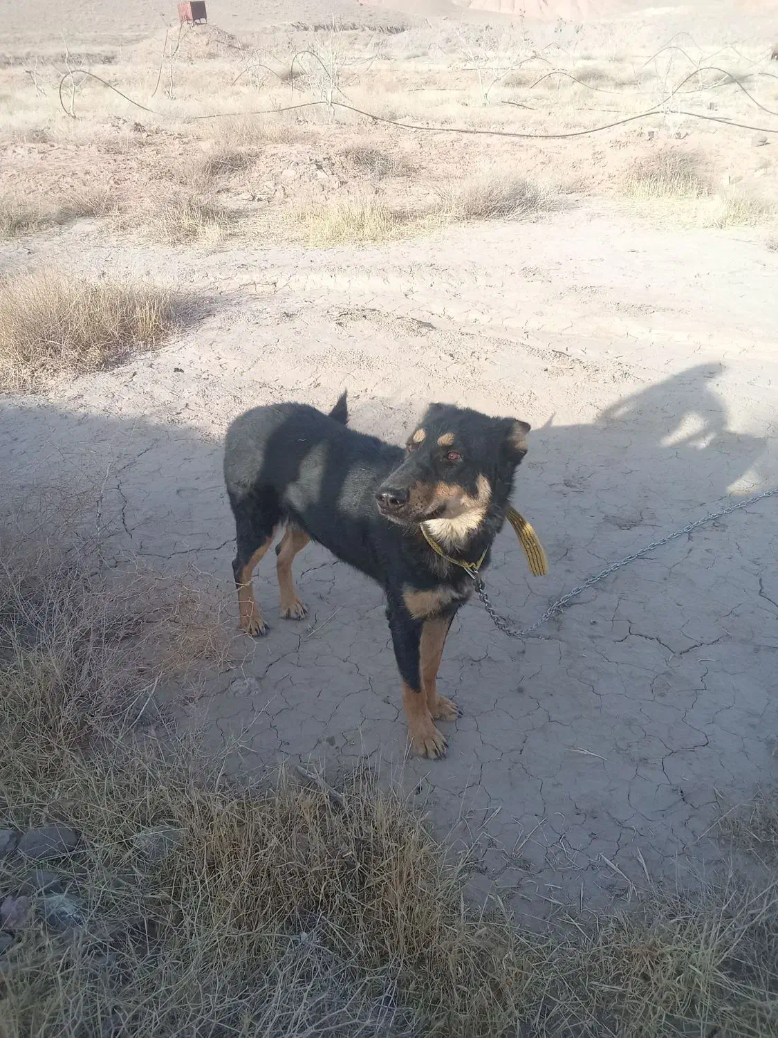 واگذاری سگ|سگ|نیشابور, فضل|دیوار