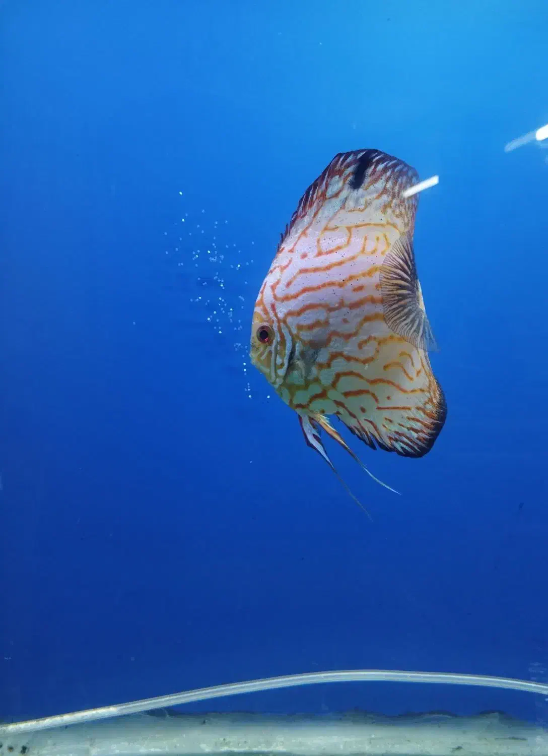 ماهی دیسکس جفت مولد|ماهی|اندیشه, اندیشه فاز ۲|دیوار