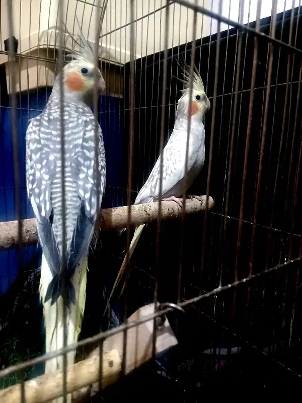 یک جفت عروس هلندی گلباقالی|پرنده|ساوه, |دیوار