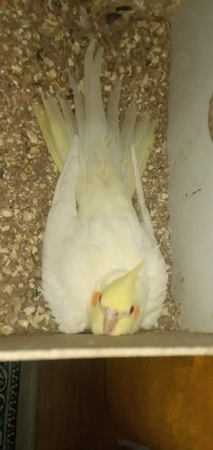 عروس هلندی نر و ماده همراه با تخم|پرنده|بوکان, |دیوار