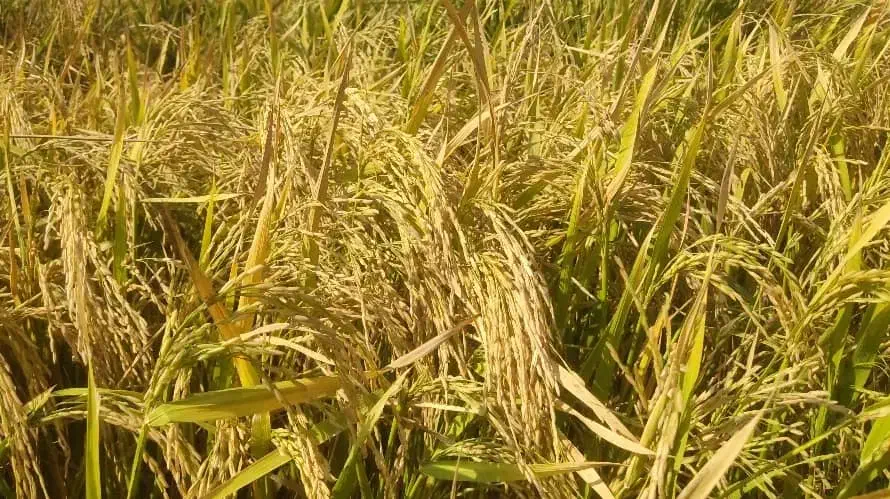 برنج قلق چی|خوردنی و آشامیدنی|دزفول, |دیوار