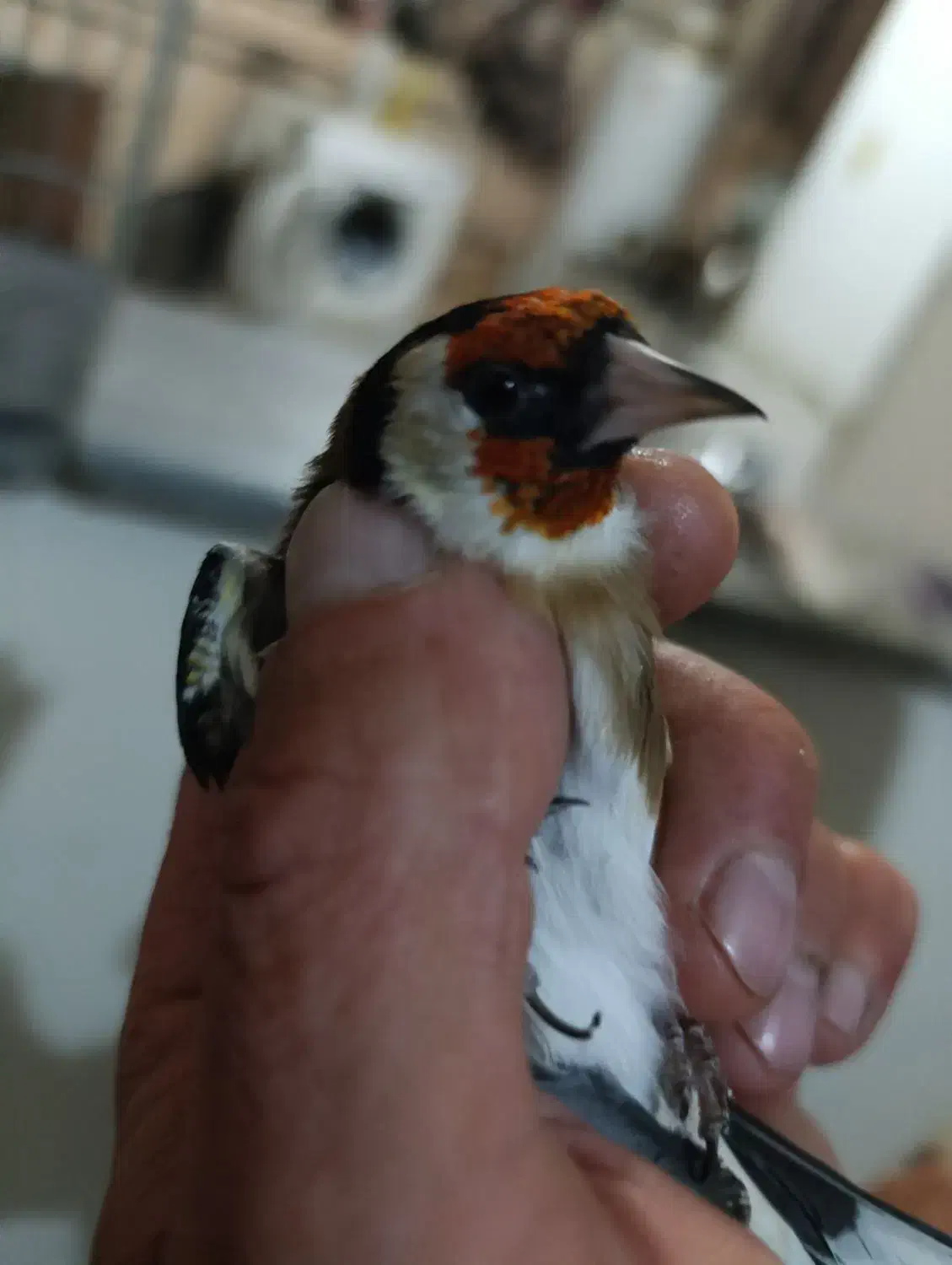 سهره نر|پرنده|همدان, |دیوار