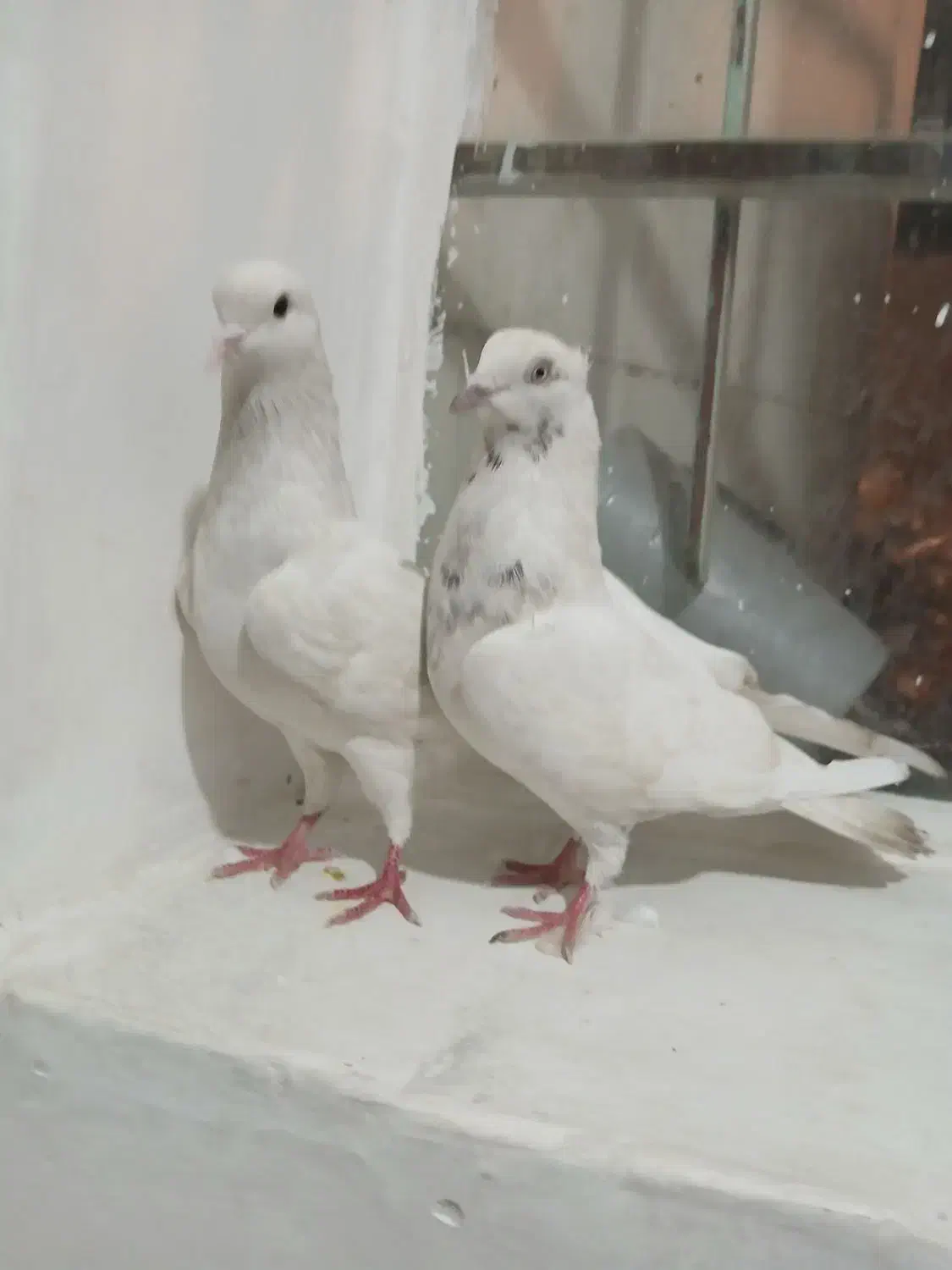 کفتر|پرنده|تهران, شهرک ولیعصر جنوبی|دیوار