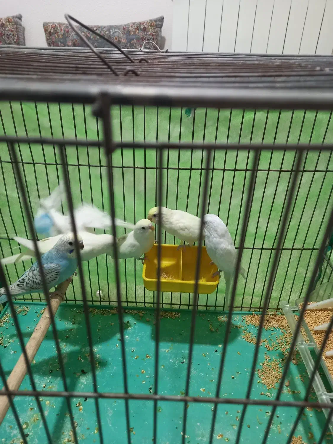 مرغ عشق زیباوخاص|پرنده|شاهین‌شهر, شهرک ردانی پور|دیوار