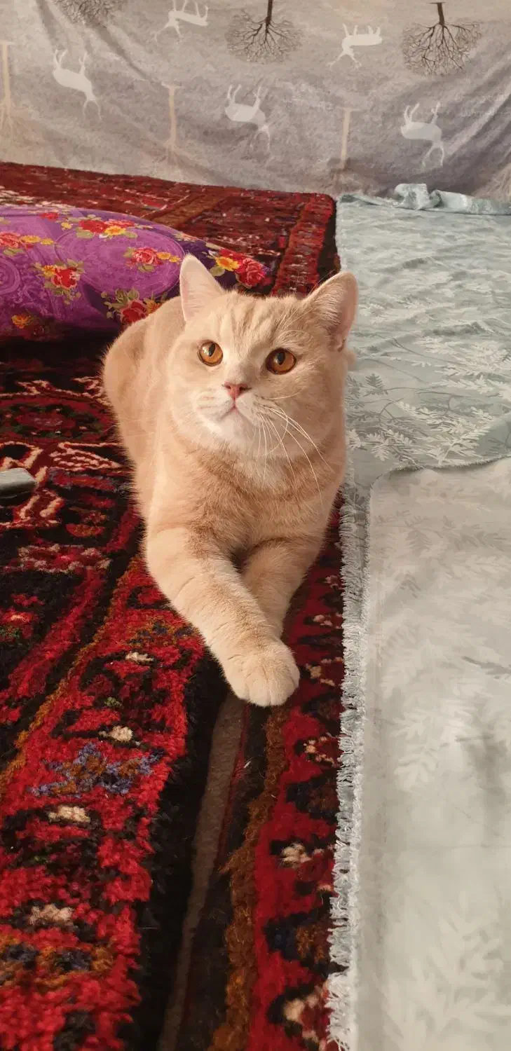 گربه بریتیش اسکاتیش|گربه|آذرشهر, |دیوار