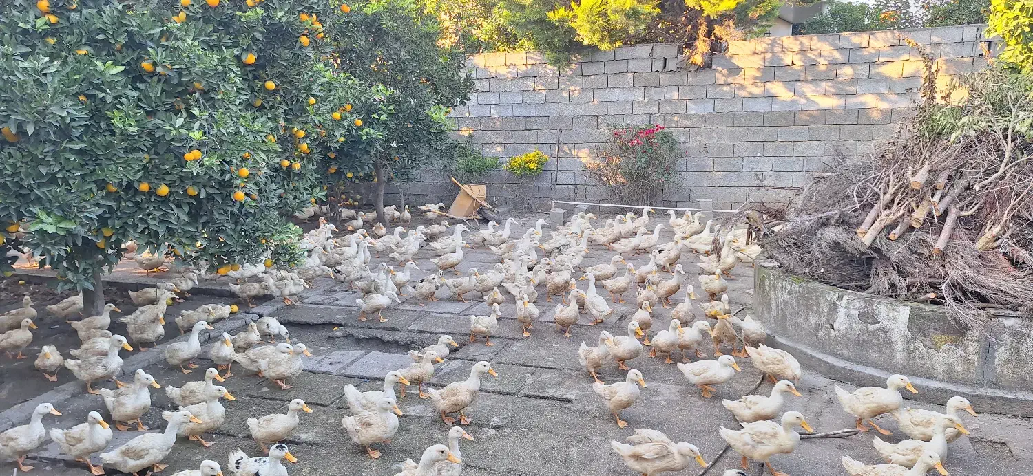اردک بگ بگی باغی|حیوانات مزرعه|سرخرود, |دیوار