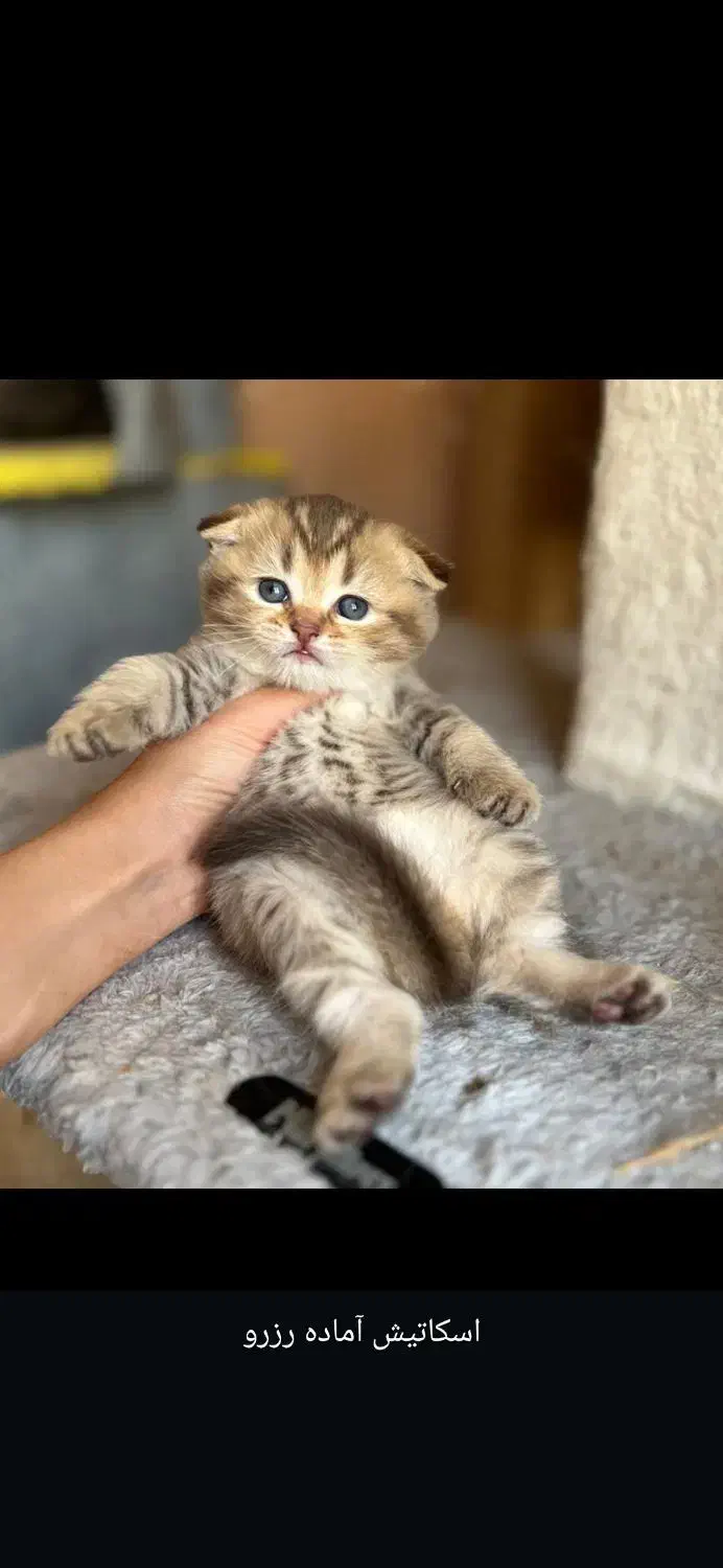 توله گربه بریتیش|گربه|شیراز, دکتر حسابی|دیوار