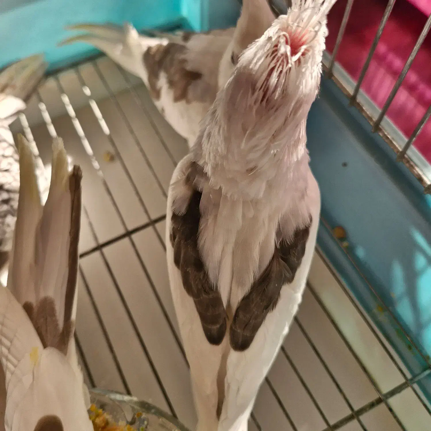 عروس هلندی البینو مهر نر|پرنده|ساوه, |دیوار