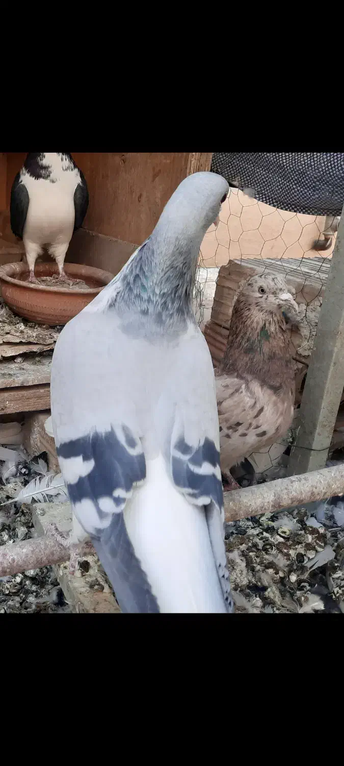 بدرنگ ماده|پرنده|قزوین, |دیوار