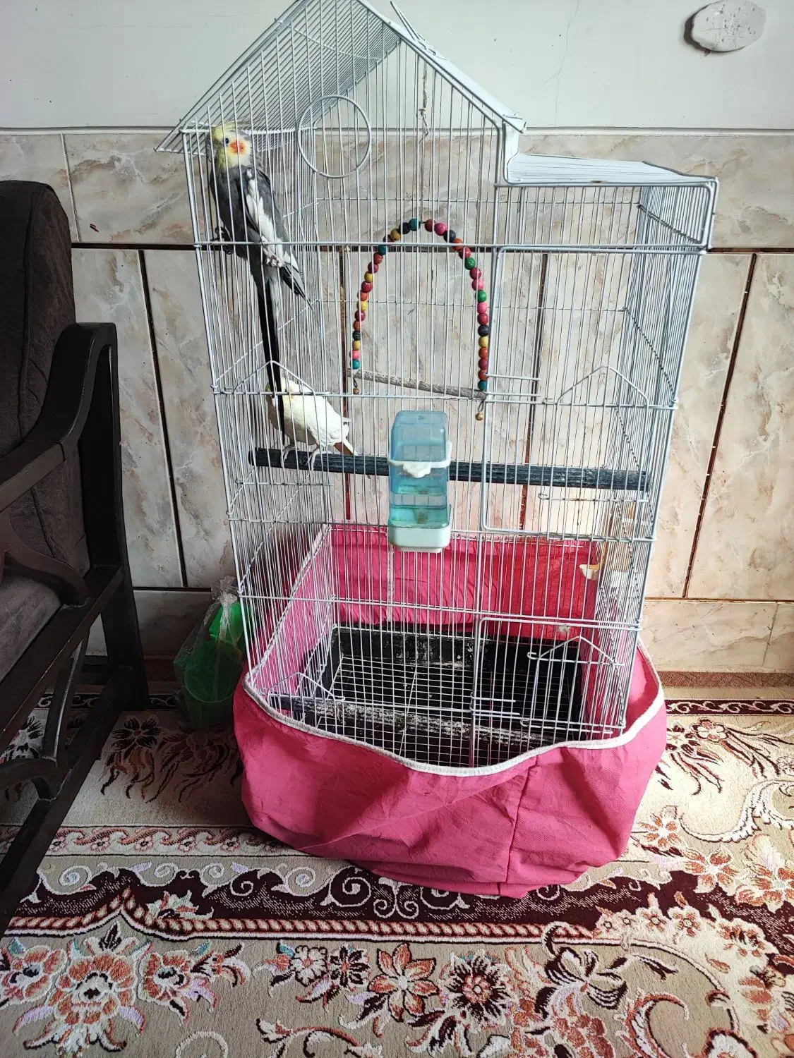 عروس هلندی نر و ماده با وسایل|پرنده|لنجان, |دیوار