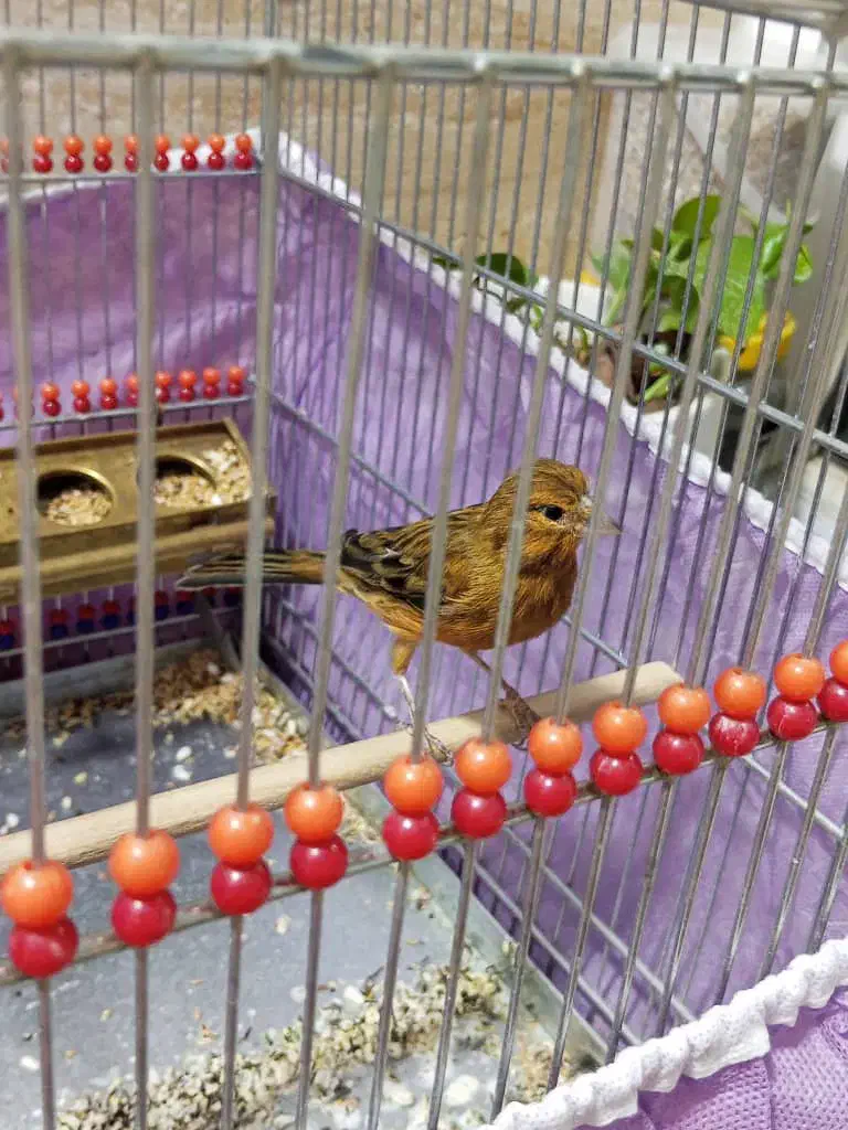 قناری|پرنده|تهران, آهنگ|دیوار