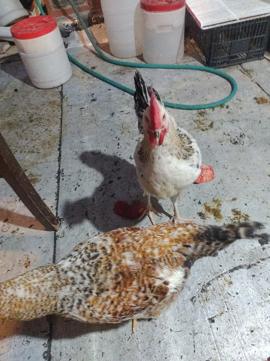 خروس 5ماهه|حیوانات مزرعه|تهران, جیحون|دیوار