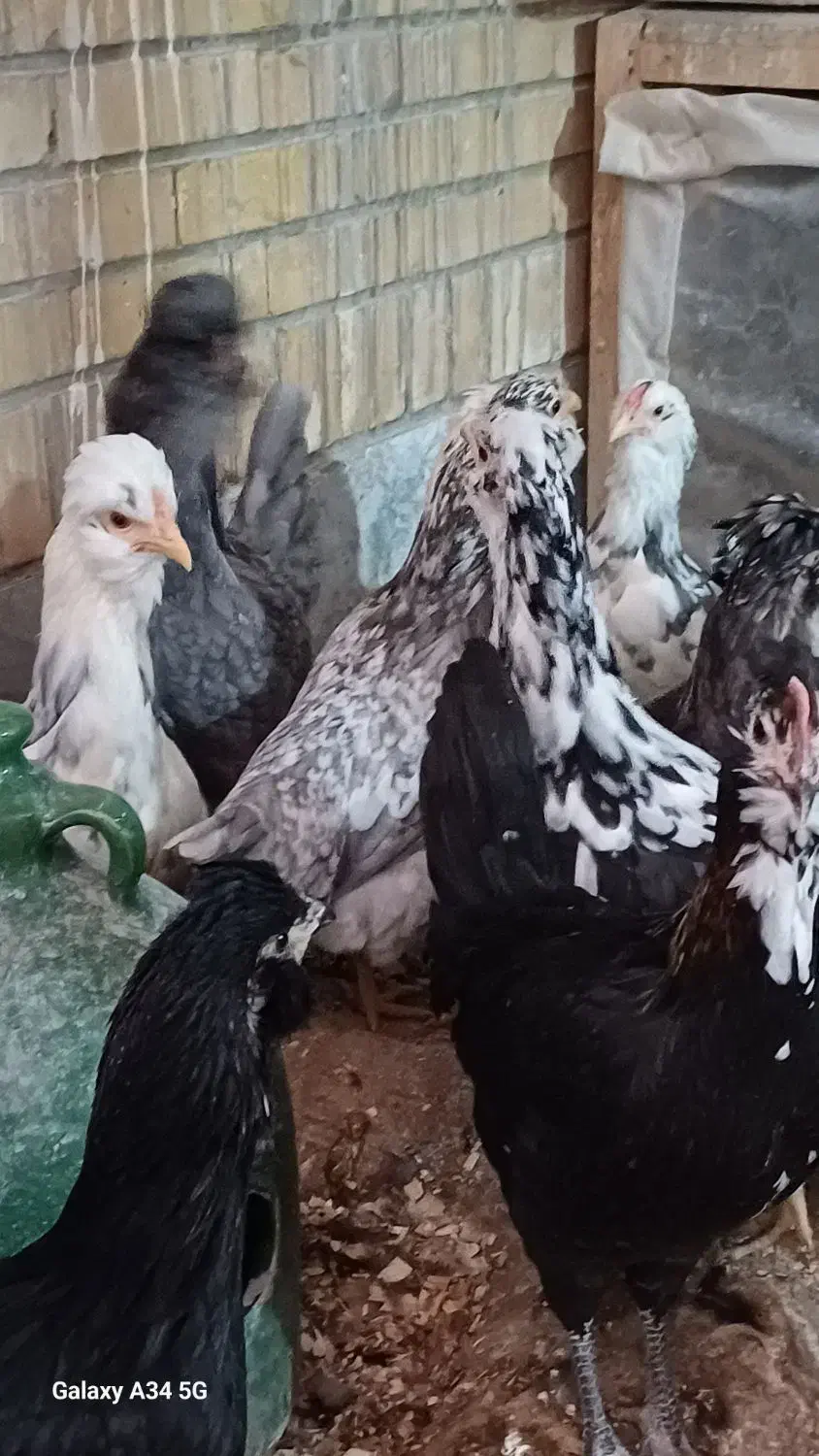 تخم مرغ گلین نطفه دار|حیوانات مزرعه|نجف‌آباد, مزرعه طالب|دیوار