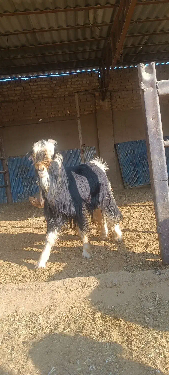 کهره چپش برزی|حیوانات مزرعه|شیراز, کیان آباد|دیوار