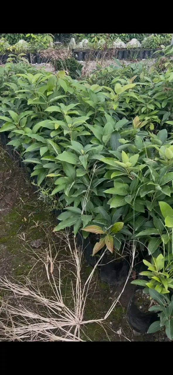 بذر آواکادو فروشنده هستم|گل و گیاه طبیعی|خرمآباد (تنکابن), |دیوار