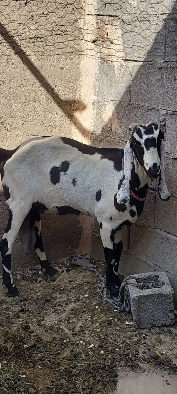 بز پنجاپ|حیوانات مزرعه|ایرانشهر, |دیوار