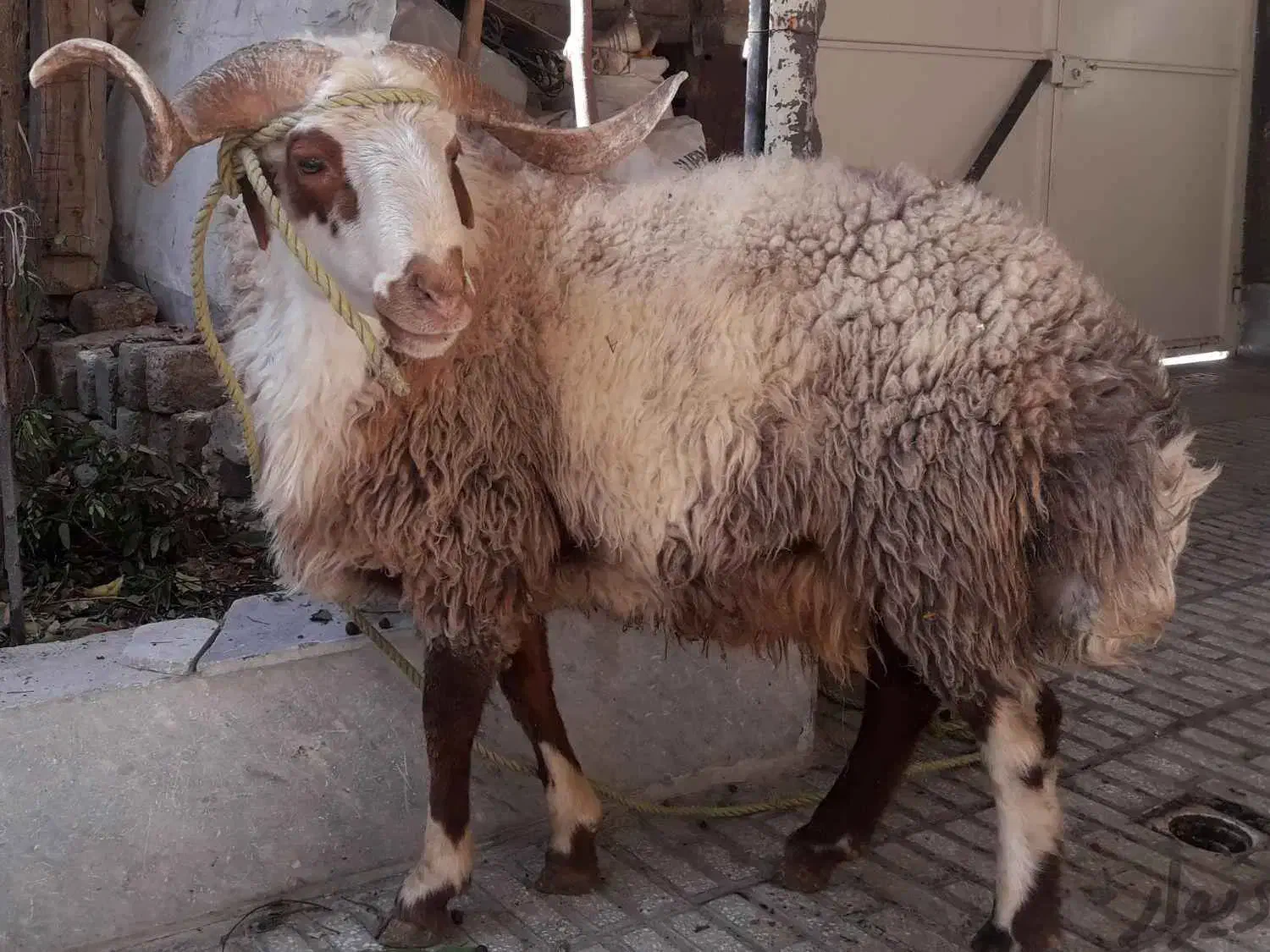 ذبح گوسفند پذیرش میشه|خدمات پذیرایی، مراسم|خوی, |دیوار