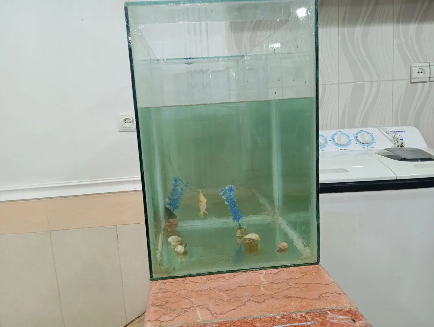 تنگ ماهی بزرگ به فروش می‌رسد|ماهی|مسجد سلیمان, |دیوار