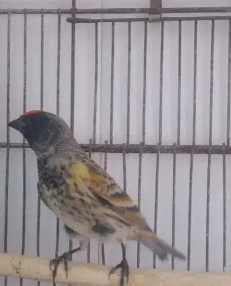 سهره گلبسر قناری|پرنده|مشهد, شهرک بهارستان|دیوار